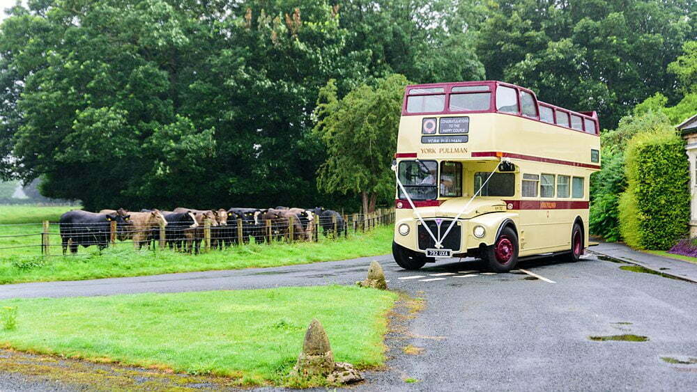 photograph of york pullman wedding bus wating for guest as cows look on, St Andrew Church, Newton Kym, Tadcaster Wedding Photographer