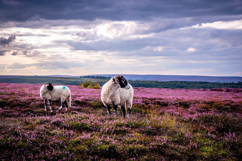 Yorkshire moorland sheep in heather field, dramatic sky, natural light, romantic landscape.